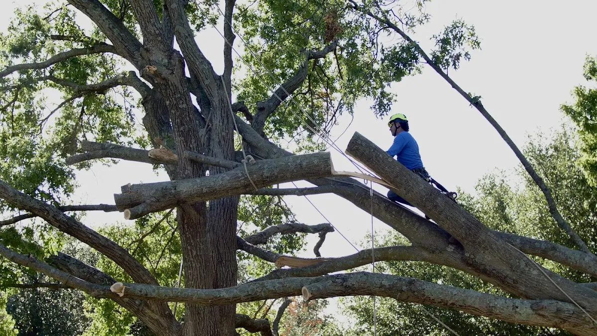 Professional Hazardous Tree Removal performed by certified arborists in Bunceton